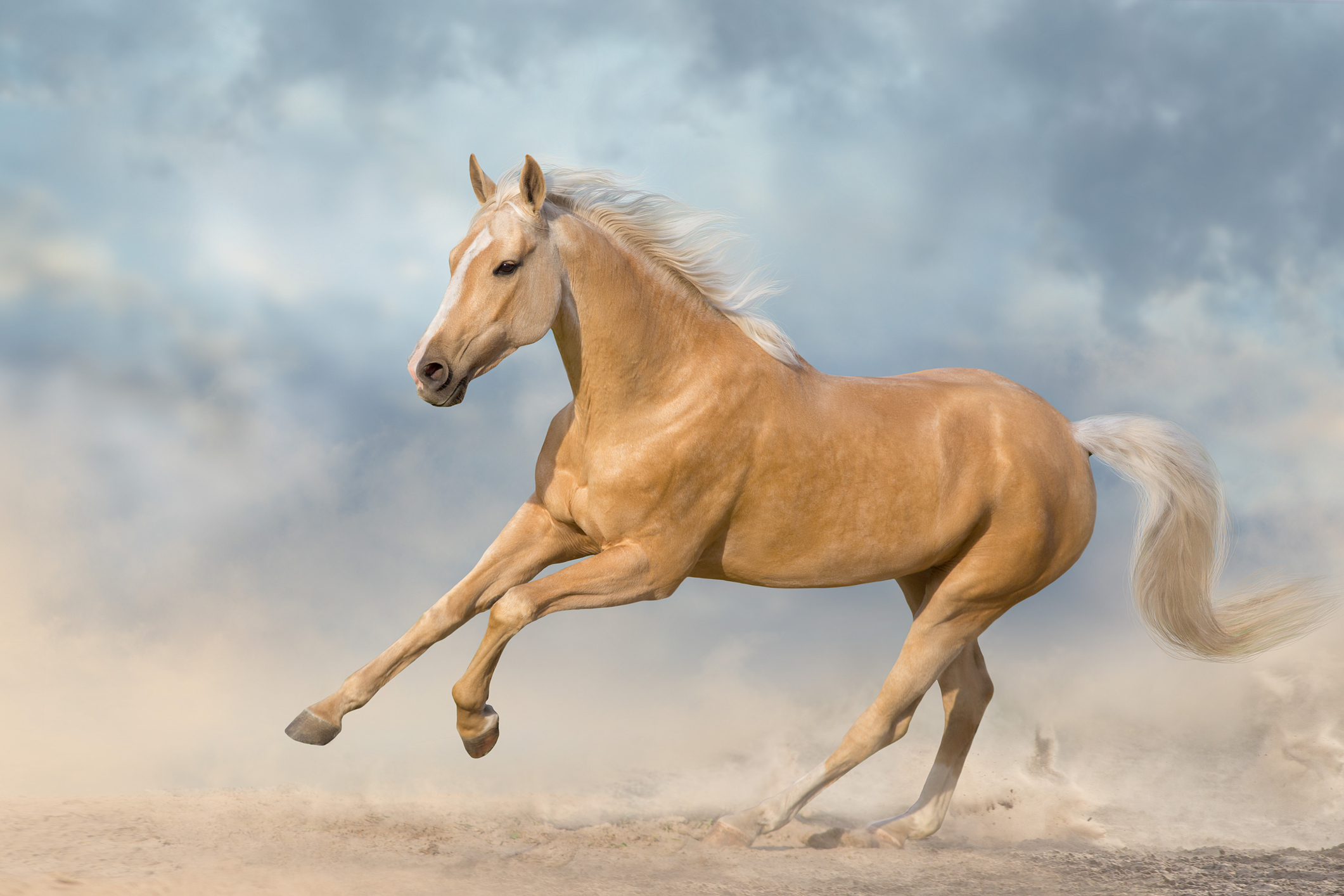 Horse free runt in desert dust